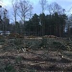 Ein Schwarzer Tag für Potsdams Baumschutz :-(