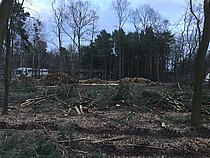 Ein Schwarzer Tag für Potsdams Baumschutz :-(