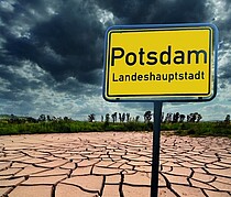 Den Bäumen in Potsdam geht es schlecht | Bündnis90/Die Grünen fordern Baumschadensbericht